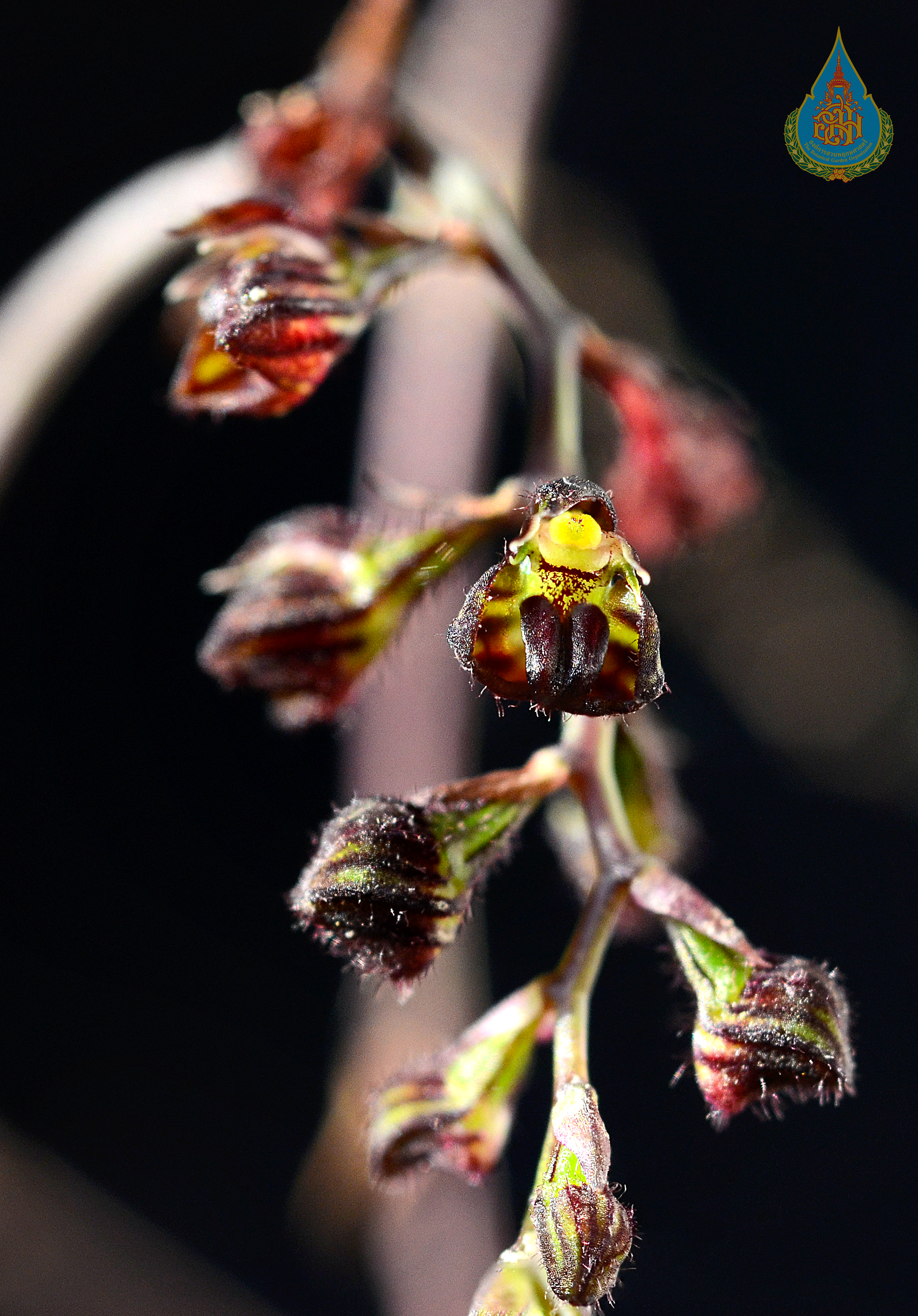 สิงโตทองผาภูมิ Bulbophyllum reichenbachii (Kuntze) Schltr.<br/>ORCHIDACEAE